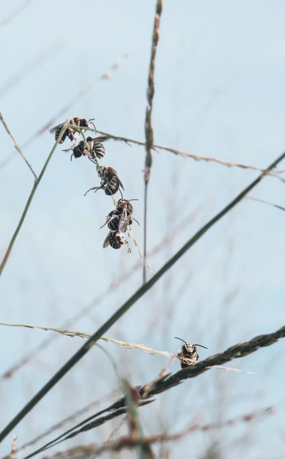 Bees — Pest Control Bees — Pest Control
