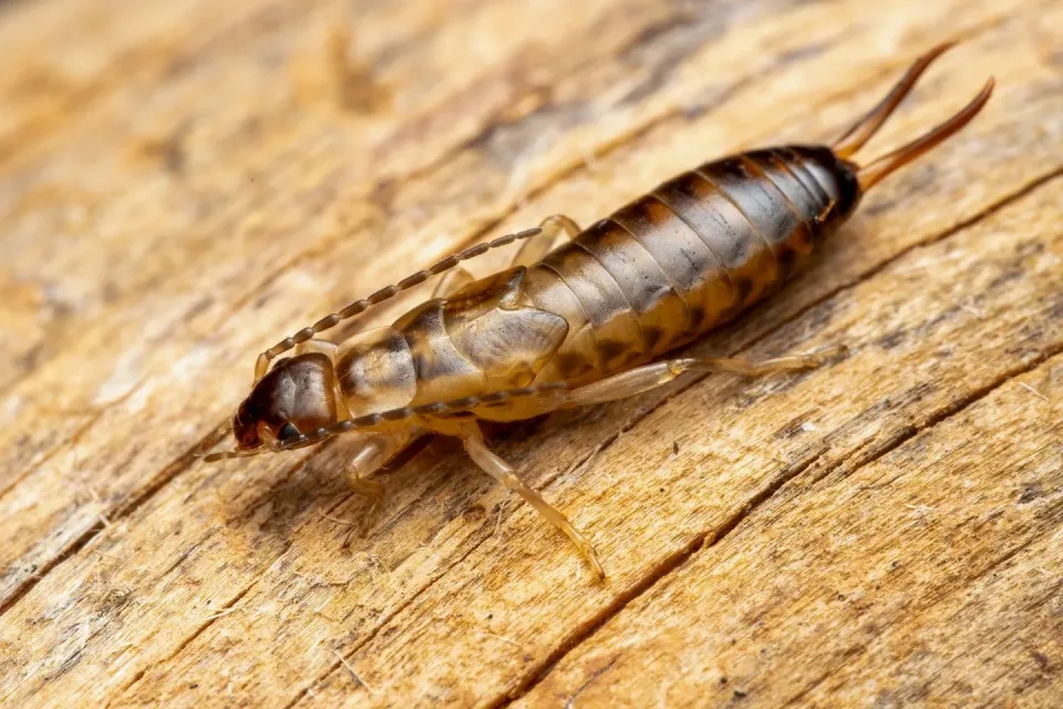 Earwig — Pest Control