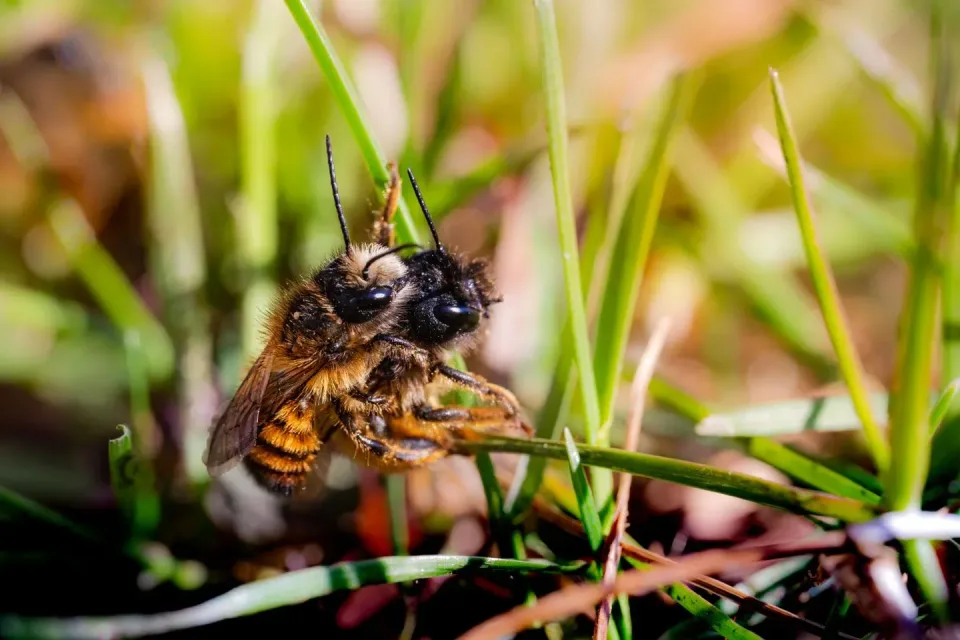 Honey Bee — Nature