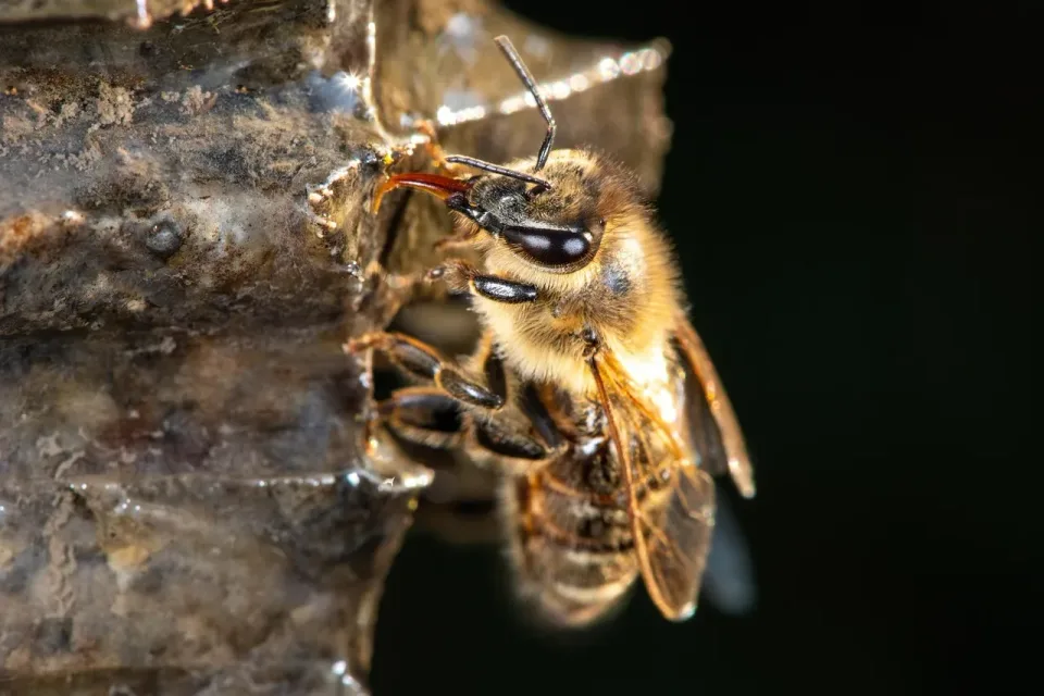 Honey Bee — Pest Control Honey Bee — Pest Control
