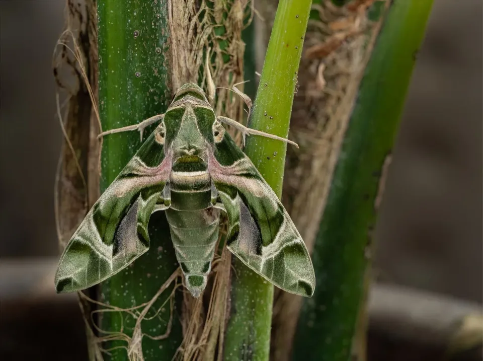 Oleander Hawk Moth — Pest Control