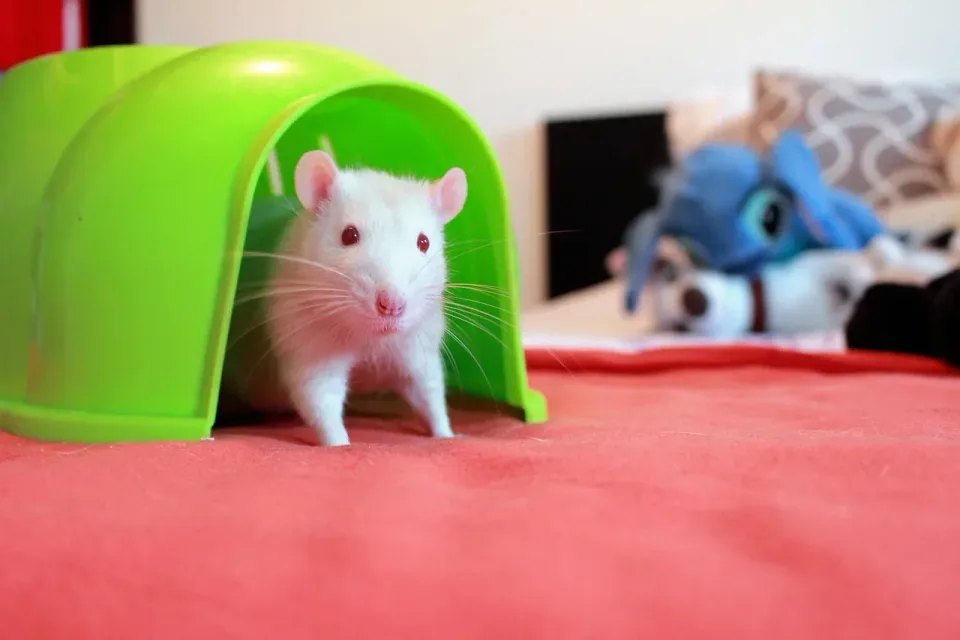 White Rat — Pest Control White Rat — Pest Control