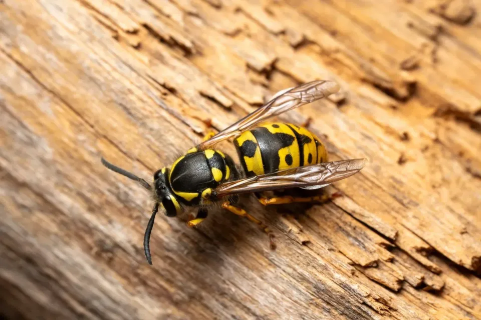 Yellowjacket — Pest Control